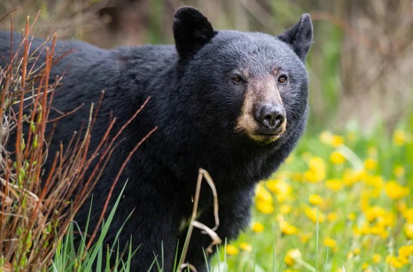 Oso Negro Naturaleza — Foto de Stock