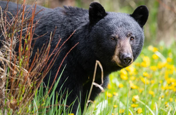 Urso Negro Natureza — Fotografia de Stock