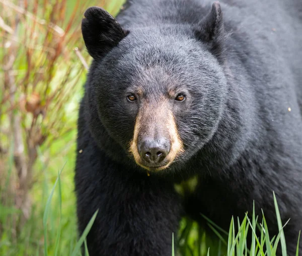 Oso Negro Naturaleza — Foto de Stock