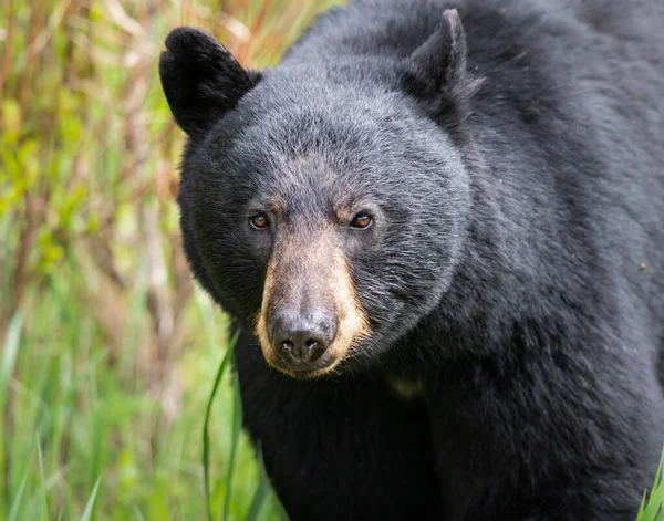 Zwarte Beer Het Wild — Stockfoto