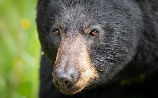 Oso Negro Naturaleza — Foto de Stock