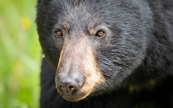 Urso Negro Natureza — Fotografia de Stock