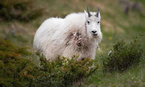 Baharda dağ keçisi