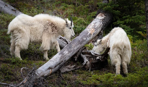 Mountain Goat Spring — Stock Photo, Image