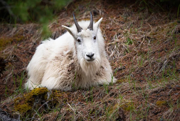 Baharda dağ keçisi