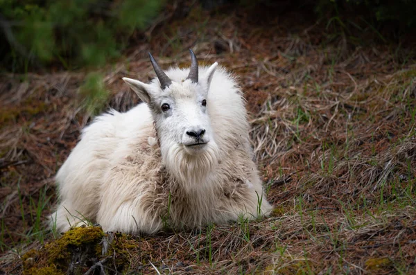 Mountain Goat Spring — Stock Photo, Image