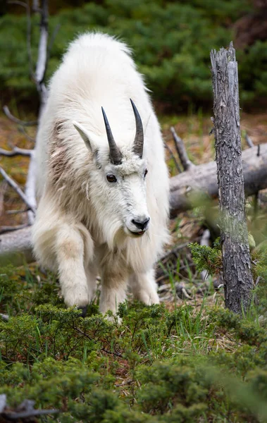 Baharda dağ keçisi