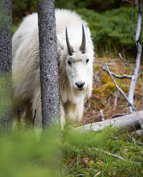Baharda dağ keçisi