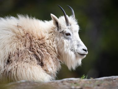 Dağ keçisi vahşi doğada