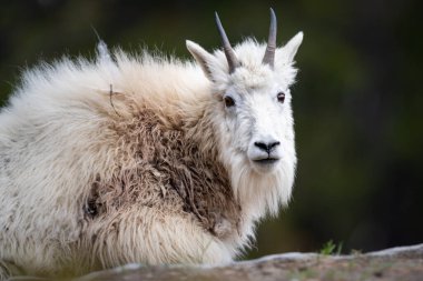 Dağ keçisi vahşi doğada