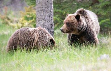 Vahşi doğada boz ayılar