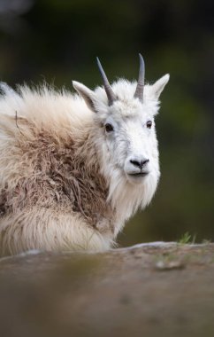 Dağ keçisi vahşi doğada