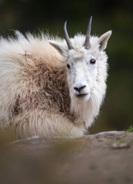 Dağ keçisi vahşi doğada