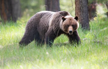 Vahşi doğada boz ayılar