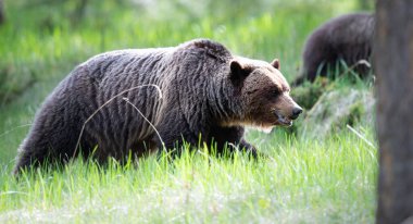 Vahşi doğada boz ayılar