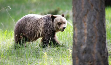 Vahşi doğada boz ayılar