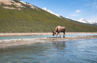 Vahşi doğada kızıl tilki çantası