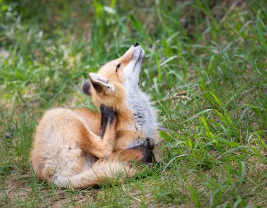 Vahşi doğada kızıl tilki çantası