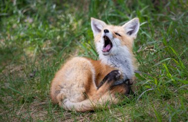 Vahşi doğada kızıl tilki çantası