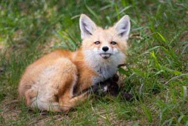 Vahşi doğada kızıl tilki çantası