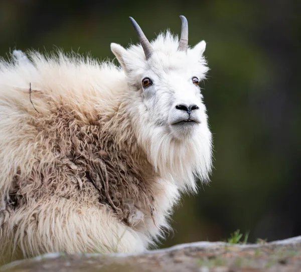 Mountain Goat Wild — Stock Photo, Image