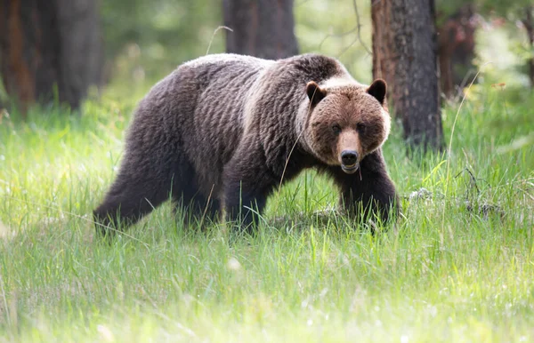 Vahşi doğada boz ayılar