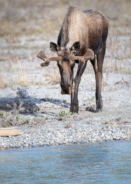 Moose Spring — Stock Photo, Image