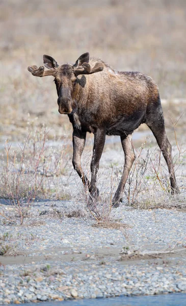 Moose Jaře — Stock fotografie