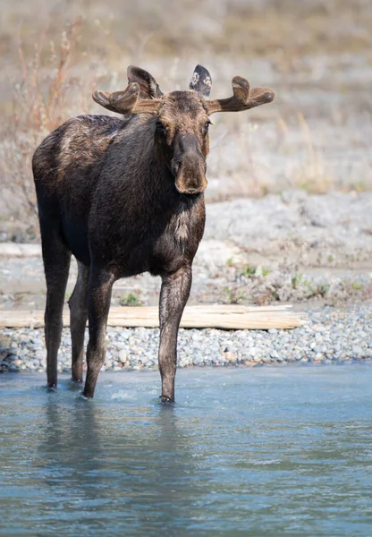 Moose Spring — Stock Photo, Image