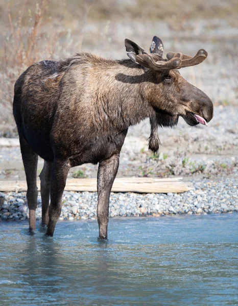 Moose Jaře — Stock fotografie