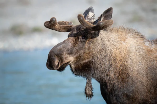 Moose Jaře — Stock fotografie