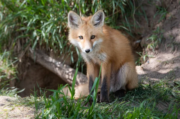 Red Fox Kit Wild — Stock Photo, Image