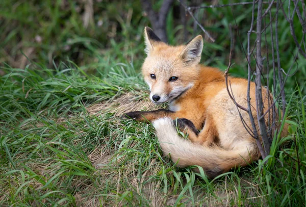 Red Fox Kit Wild — Stock Photo, Image