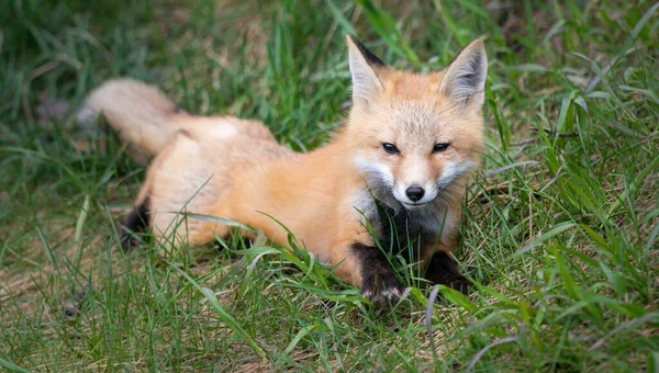 Rode Vos Kit Het Wild — Stockfoto