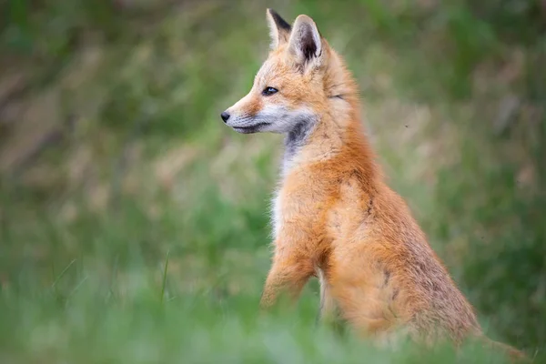 Zestaw Red Fox Środowisku Naturalnym — Zdjęcie stockowe