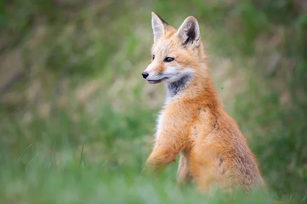 Zestaw Red Fox Środowisku Naturalnym — Zdjęcie stockowe