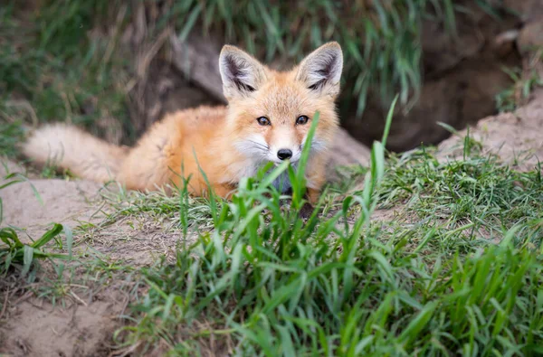 Red Fox Kit Wild — Stock Photo, Image