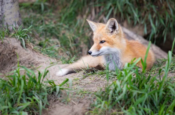 Red Fox Kit Wild — Stock Photo, Image