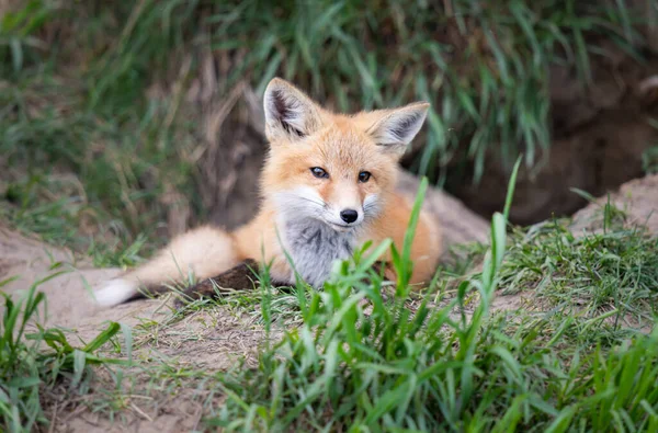 Zestaw Red Fox Środowisku Naturalnym — Zdjęcie stockowe