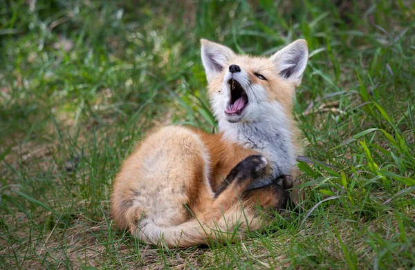 Vahşi doğada kızıl tilki çantası