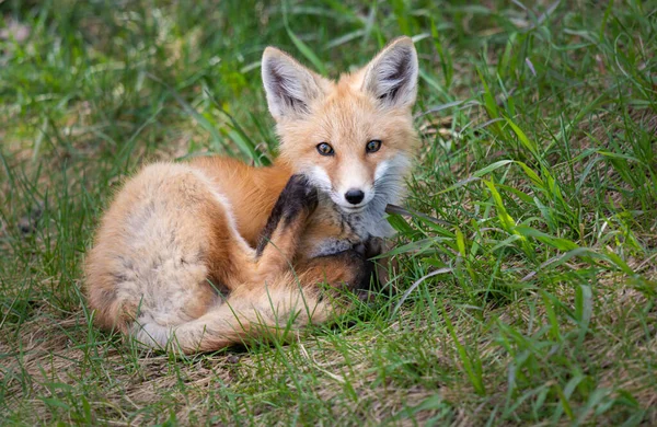 Kit Renard Roux Dans Nature — Photo