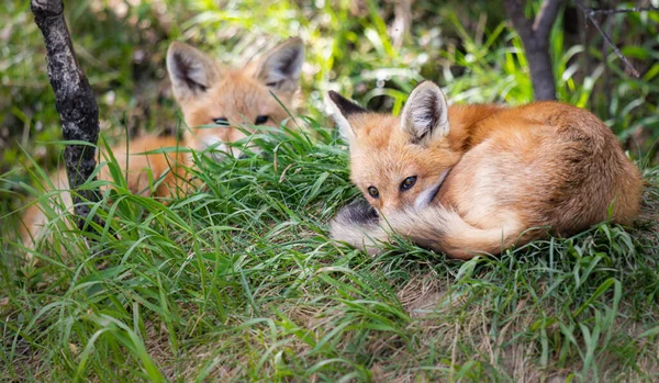 Röd Räv Naturen — Stockfoto