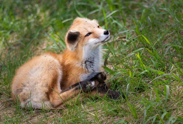 Red Fox Kit Wild — Stock Photo, Image