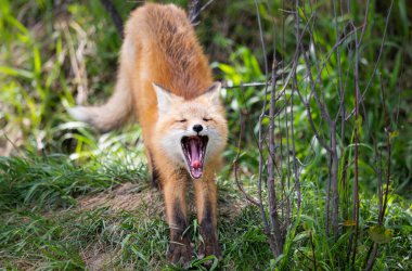Vahşi doğada kızıl tilki çantası