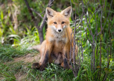 Vahşi doğada kızıl tilki çantası