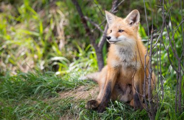 Vahşi doğada kızıl tilki çantası