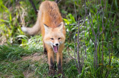 Vahşi doğada kızıl tilki çantası