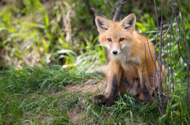 Vahşi doğada kızıl tilki çantası