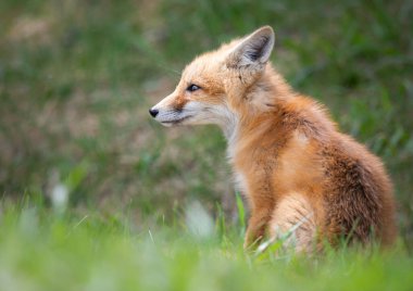 Vahşi doğada kızıl tilki çantası