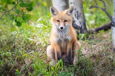 Vahşi doğada kızıl tilki çantası
